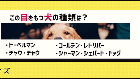 【画像クイズ】目だけでわかりますか?犬種当てクイズのアイキャッチ画像