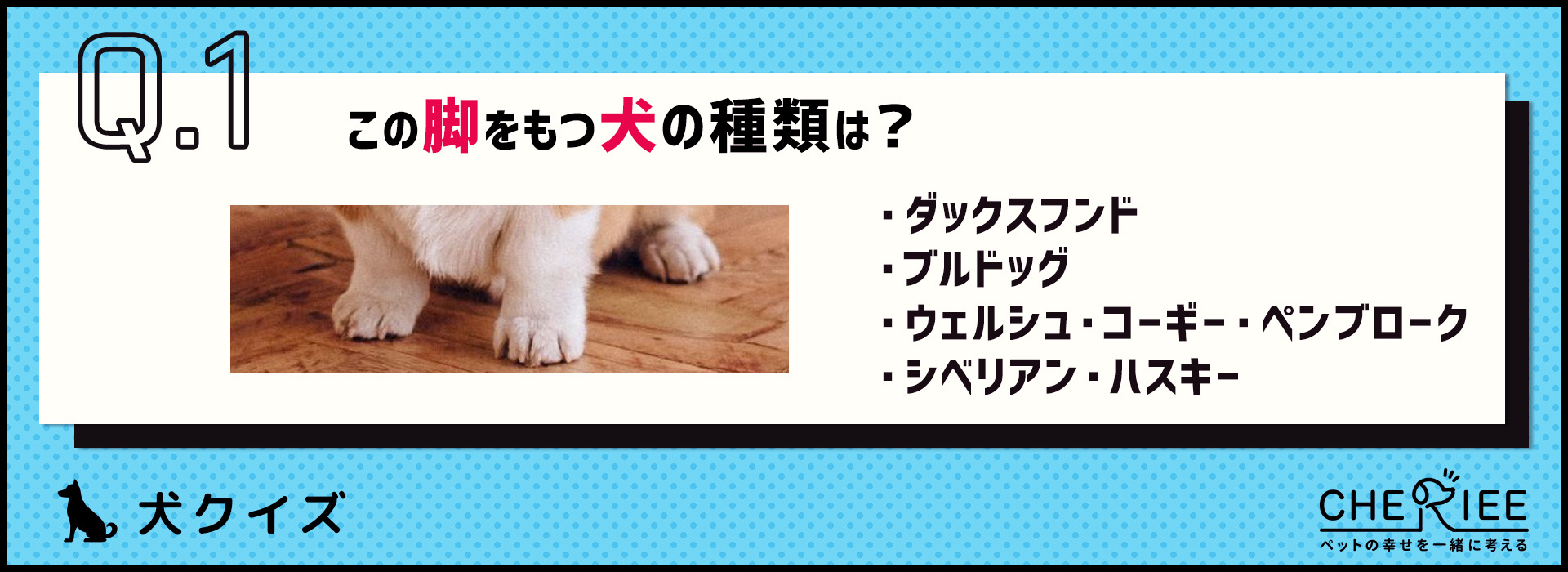 【画像クイズ】個性が強い！独特の外見を持つ犬たち②