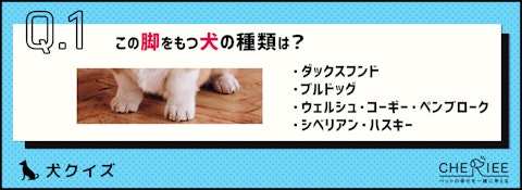 【画像クイズ】個性が強い!独特の外見を持つ犬たち②のアイキャッチ画像