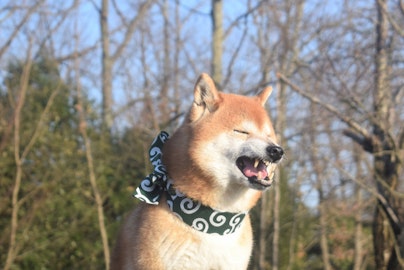 【獣医師監修】もしかして治療が必要?犬のくしゃみで考えられる疾患のアイキャッチ画像