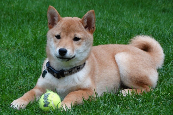 しっぽ,尾,形状,断尾,犬種,種類