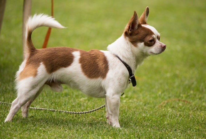 しっぽ,尾,形状,断尾,犬種,種類