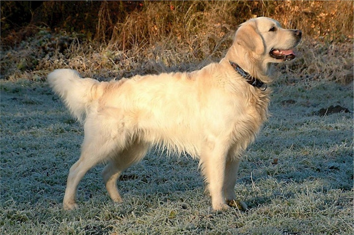 しっぽ,尾,形状,断尾,犬種,種類