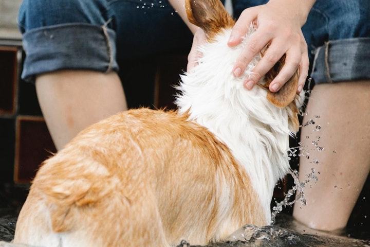 しっぽ,尾,形状,断尾,犬種,種類