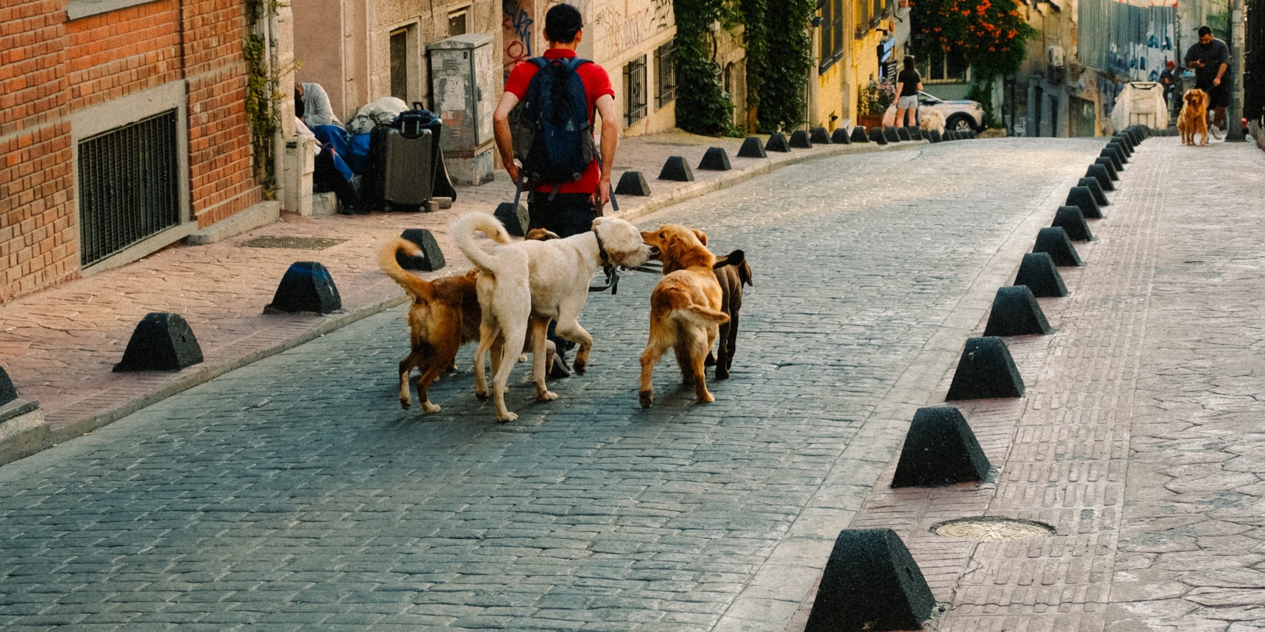 実はたくさんある！犬のしっぽ12種類を解説