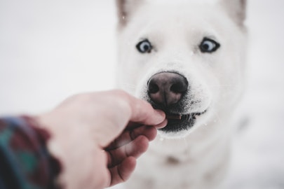 犬に薬を飲ませるコツとは?警戒されずに与える方法を解説のアイキャッチ画像
