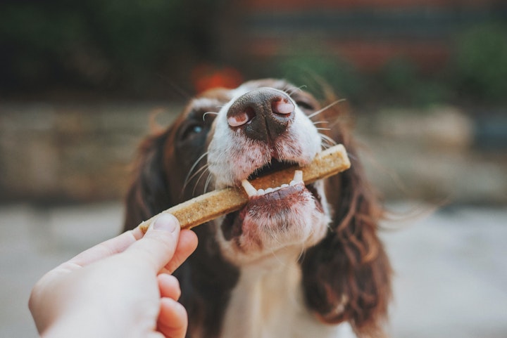 犬,薬,投薬,警戒,カプセル,おやつ,フード,シリンジ