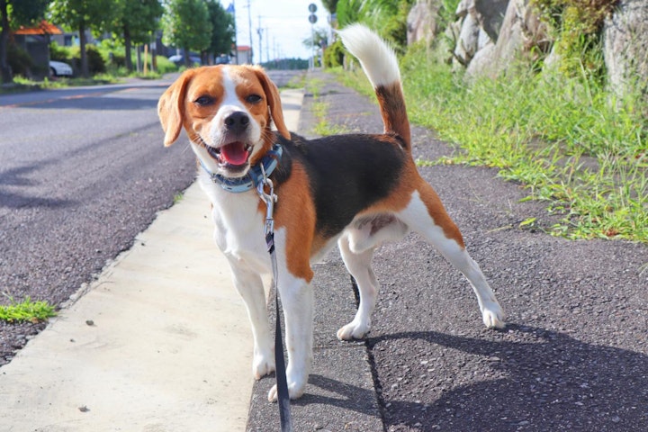 しっぽ,尾,形状,断尾,犬種,種類