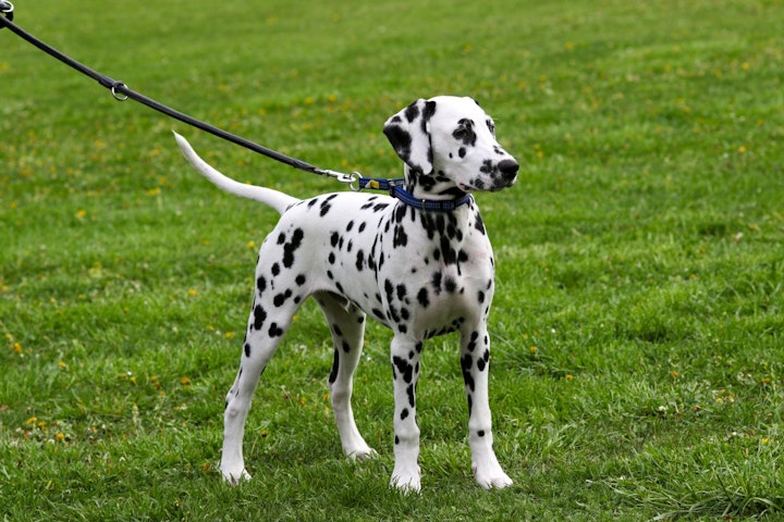 しっぽ,尾,形状,断尾,犬種,種類