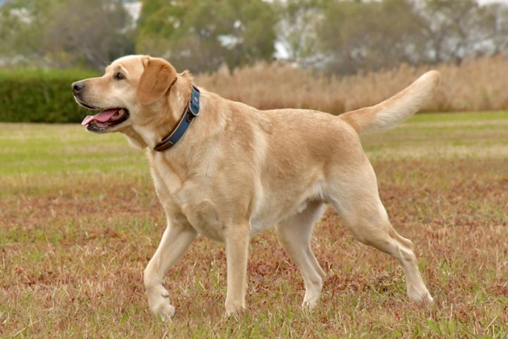 しっぽ,尾,形状,断尾,犬種,種類