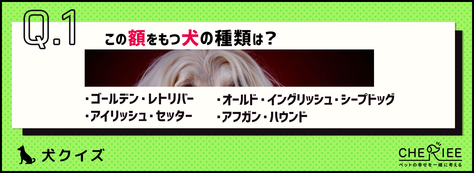 【画像クイズ】個性が強い！独特の外見を持つ犬たち