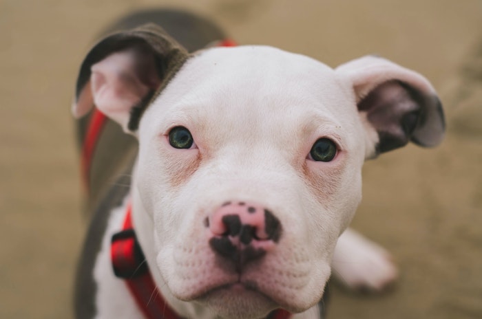 獣医師監修,犬,疾患,鼻腔,咽喉,いびき