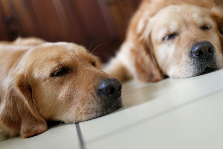 獣医師監修,犬,疾患,鼻腔,咽喉,いびき