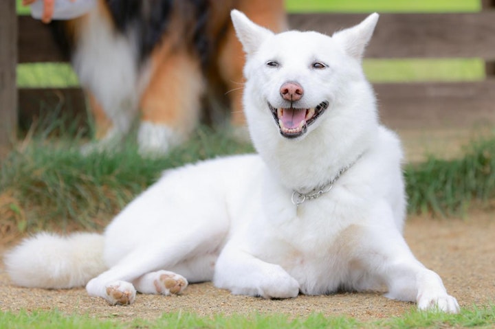 地犬,日本,日本原産,日本犬,犬,犬種,狩猟犬