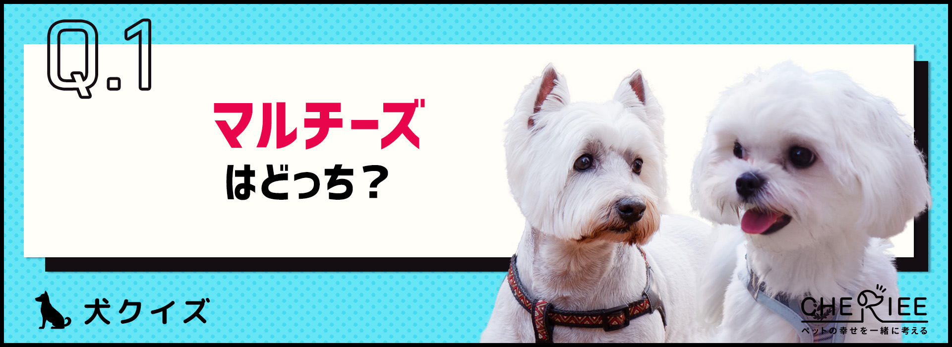 【画像クイズ】見分けがつきますか？外見が似ている犬たち③