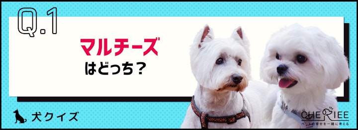 【画像クイズ】見分けがつきますか？外見が似ている犬たち③のアイキャッチ画像