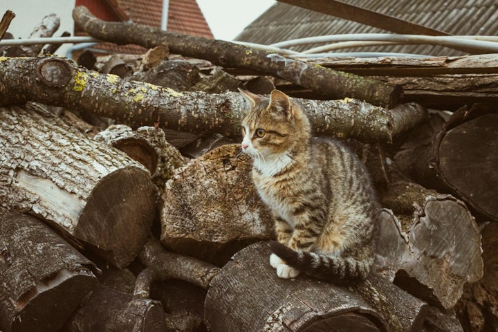 ウクライナ,ペット,保護活動,戦争,犬,猫,飼い主