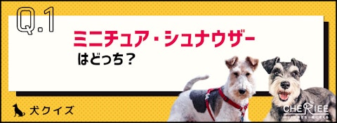 【画像クイズ】見分けがつきますか？外見が似ている犬たち④のアイキャッチ画像