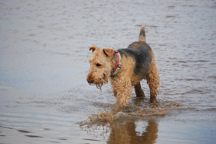 イギリス,イギリス原産,テリア,愛玩犬,文化,歴史,犬,犬種,猟犬