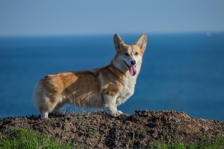 イギリス,イギリス原産,テリア,愛玩犬,文化,歴史,犬,犬種,猟犬