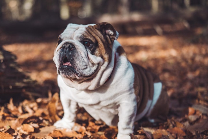 イギリス,イギリス原産,テリア,愛玩犬,文化,歴史,犬,犬種,猟犬