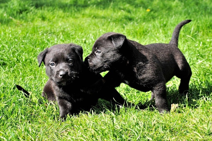 イギリス,イギリス原産,テリア,愛玩犬,文化,歴史,犬,犬種,猟犬