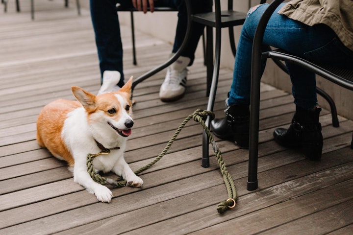 イギリス,イギリス原産,テリア,愛玩犬,文化,歴史,犬,犬種,猟犬