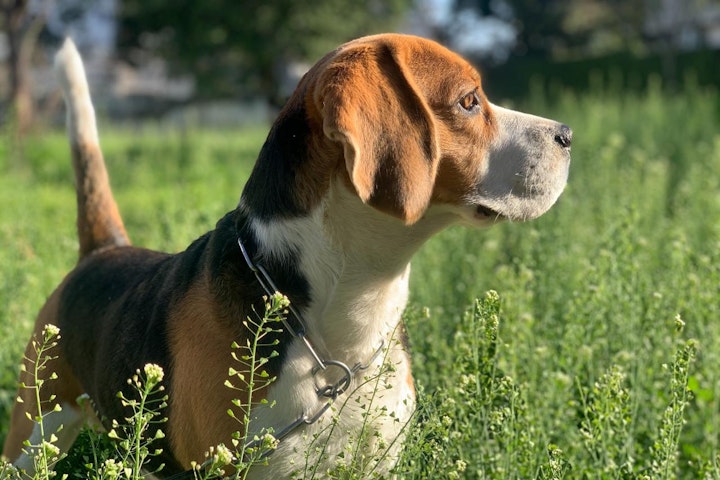 イギリス,イギリス原産,テリア,愛玩犬,文化,歴史,犬,犬種,猟犬