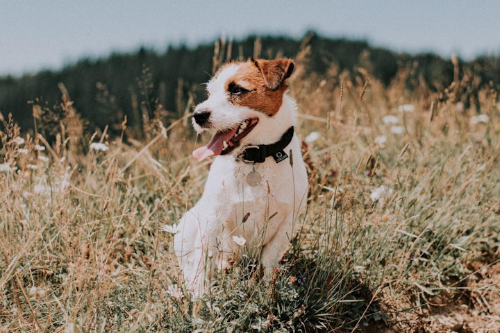 イギリス,イギリス原産,テリア,愛玩犬,文化,歴史,犬,犬種,猟犬