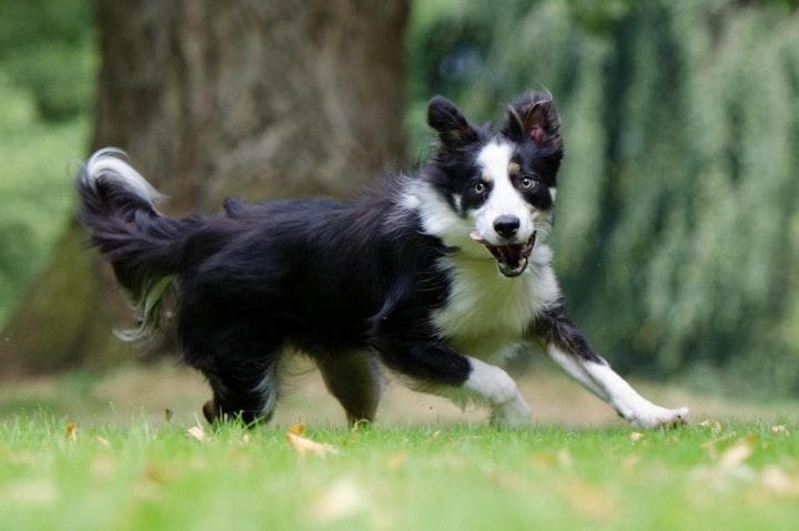 イギリス,イギリス原産,テリア,愛玩犬,文化,歴史,犬,犬種,猟犬