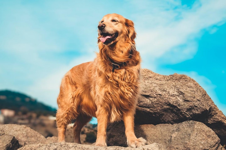 イギリス,イギリス原産,テリア,愛玩犬,文化,歴史,犬,犬種,猟犬