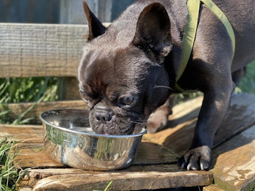 犬の方が水を飲むのが下手？犬と猫の水の飲み方の違いのアイキャッチ画像