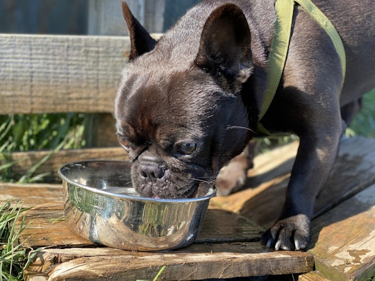 犬の方が水を飲むのが下手？犬と猫の水の飲み方の違いのアイキャッチ画像