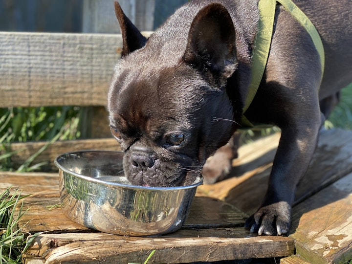 犬の方が水を飲むのが下手？犬と猫の水の飲み方の違い - CHERIEE あにまるマガジン