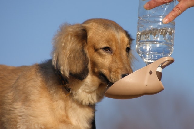 猫,犬,水,飲み方,腎臓病,飲水量