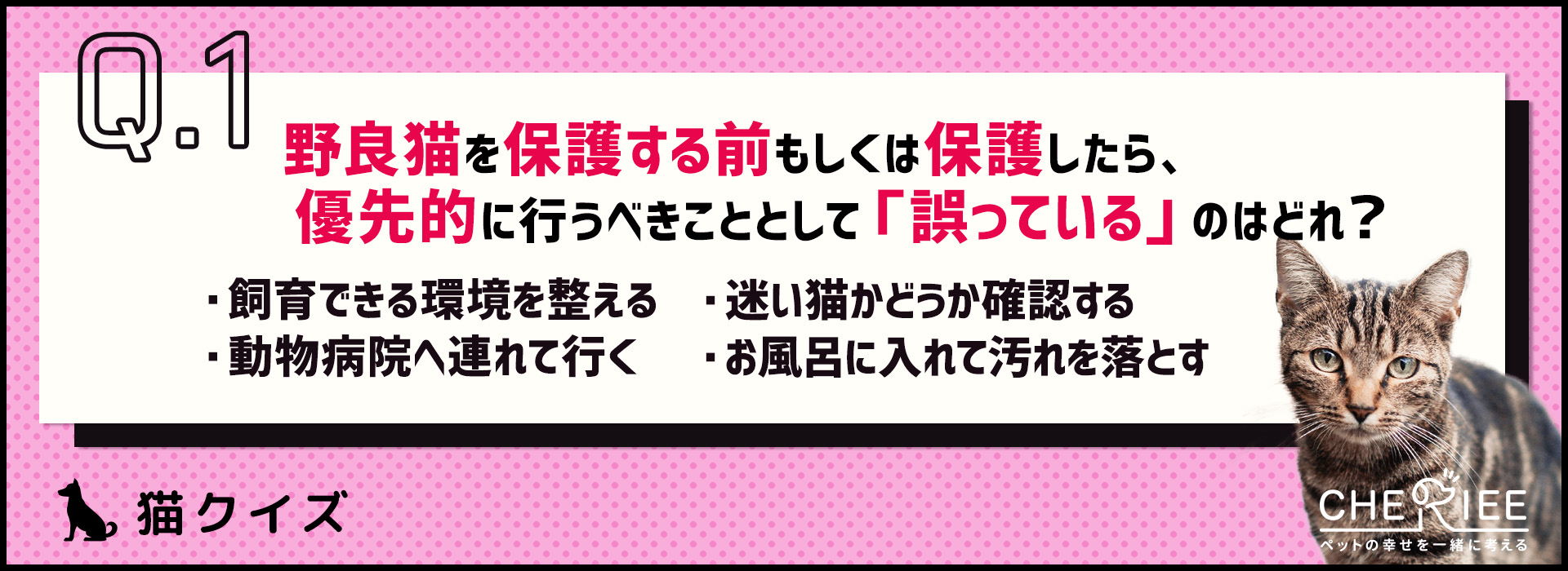 【クイズ】野良猫をお迎えする前にチェックしておくべきポイント