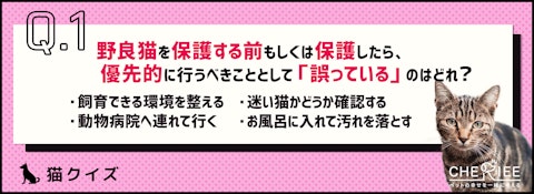 【クイズ】野良猫をお迎えする前にチェックしておくべきポイントのアイキャッチ画像