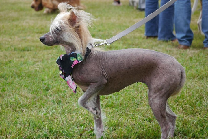 チベット,チベット原産,中国,中国原産,文化,歴史,犬種,犬