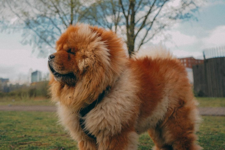 チベット,チベット原産,中国,中国原産,文化,歴史,犬種,犬