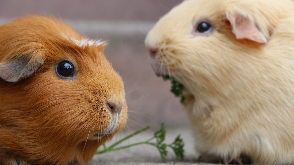 絶対に気をつけたい!げっ歯類の不正咬合とはどんな病気?