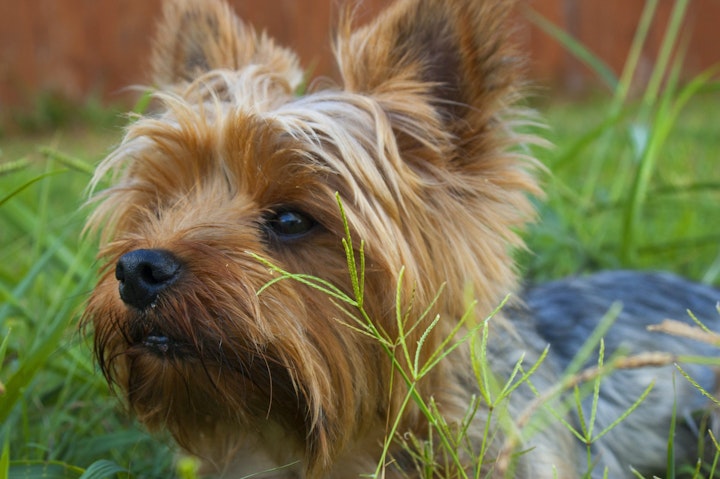 お手入れ,しつけ,トレーニング,性格,散歩,特徴,犬,犬種,運動,飼い方