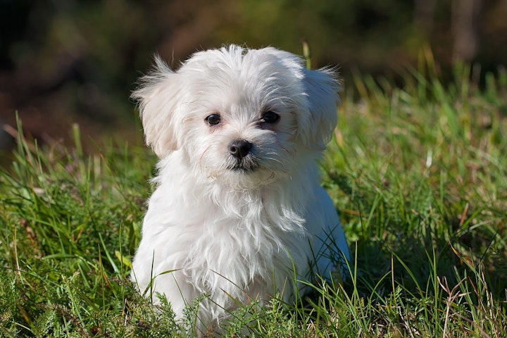 お手入れ,しつけ,トレーニング,性格,散歩,特徴,犬,犬種,運動,飼い方