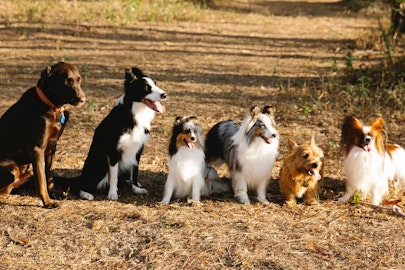 人気犬種ランキング第6位～10位を発表！特徴や飼い方を解説のアイキャッチ画像