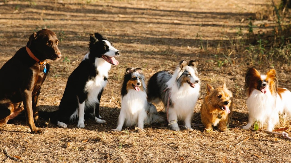 人気犬種ランキング第6位~10位を発表!特徴や飼い方を解説