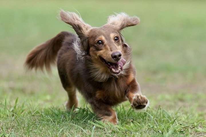 お手入れ,しつけ,トレーニング,性格,散歩,特徴,犬,犬種,運動,飼い方