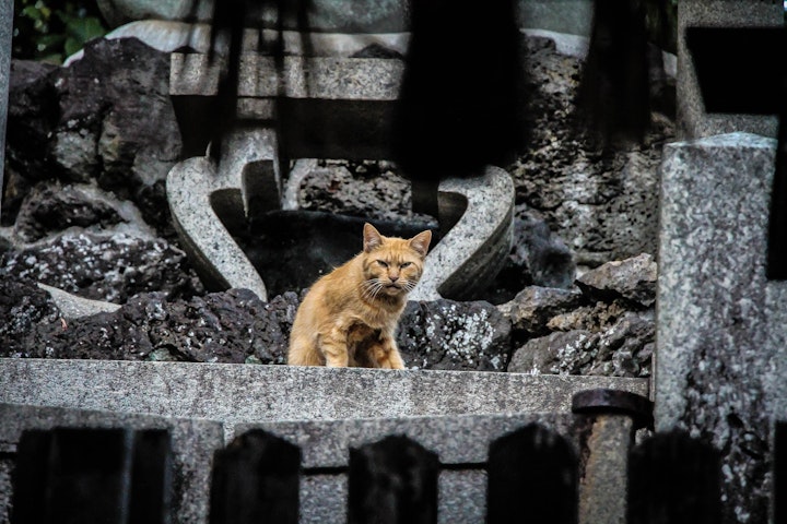 猫,習性,肉食動物,フード,ストレス,トイレ,縄張り,多頭飼い,グルーミング,フレーメン反応