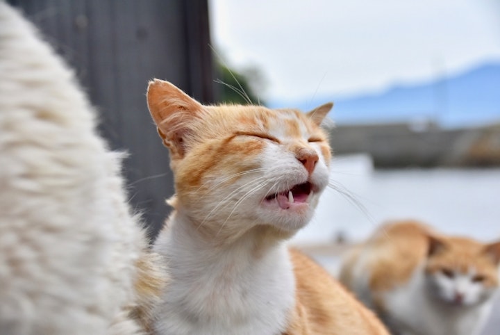 猫,習性,肉食動物,フード,ストレス,トイレ,縄張り,多頭飼い,グルーミング,フレーメン反応