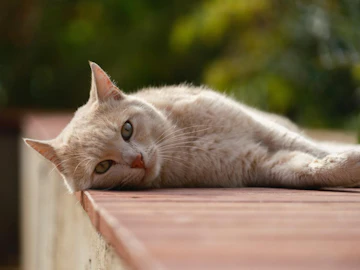 本当に動物保護団体?保護ビジネスの実例と信頼できる支援先とはのアイキャッチ画像