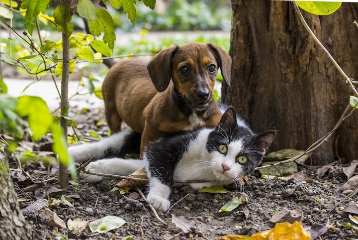 アニドネ,アニマル・ドネーション,保護ビジネス,保護犬,保護猫,動物保護団体,寄付,支援