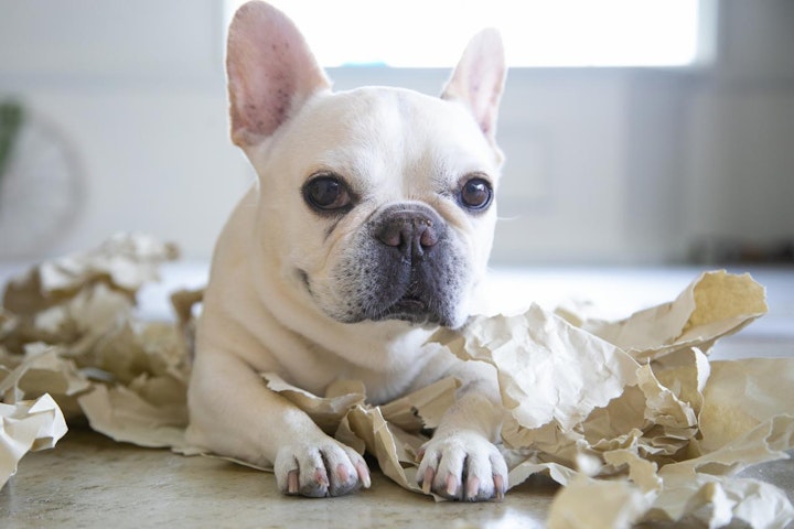 アレルギー,しつけ,散歩,暮らし,犬,飼い方